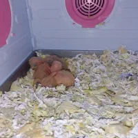 جوجه طوطی برزیلی