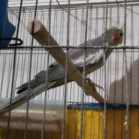 طوطی عروس|پرنده|رشت, سلیمانداراب|دیوار