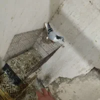 کفتر‌شیخی|پرنده|فیروزآباد (آذربایجان), |دیوار