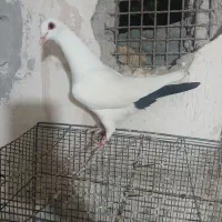 کبوترماده دمسیاه