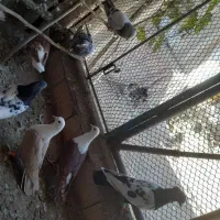 دمسفید پرشی|پرنده|جوین, |دیوار