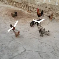 مرغ وخروس|حیوانات مزرعه|اهواز, دغاغله|دیوار