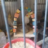 ۲عدد عروس هلندی نروماده جفت|پرنده|تهران, زرکش|دیوار