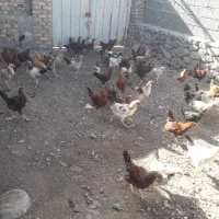 مرغ و خروس