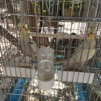 عروس هلندی|پرنده|صباشهر, |دیوار