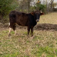 لیشه دورگ محلی اصیل|حیوانات مزرعه|ضیابر, |دیوار