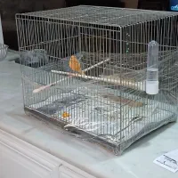 قناری صبح تا شب  بخون