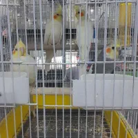 قناری،مرغ عشق،عروس،خورشیدی،طوطی|پرنده|زنجان, |دیوار