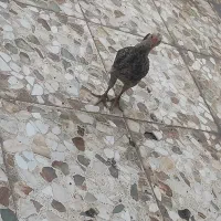 مرغ و خروس زینتی و لاری|حیوانات مزرعه|اهواز, کمپلو شمالی|دیوار