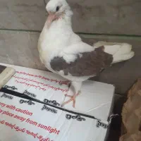 یک جوجه لکلوش  تازه دان خور شده