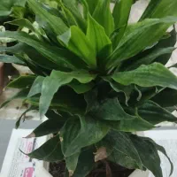 کافیه بپسندی و انتخاب کنی و درب منزلت تحویل بگیری