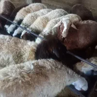 بره|حیوانات مزرعه|گلپایگان, |دیوار
