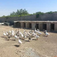 تعدادی قاز همه با هم به فروش میرسند تقریبا ۳۰