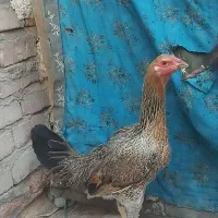 مرغ وا خروس لاری|حیوانات مزرعه|زاهدان, |دیوار