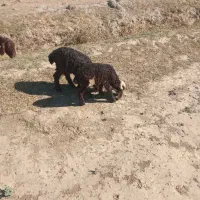 بره شیری یه ماهه