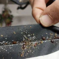 سمپاشی سوسک وساس