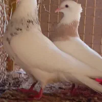 فروش دوطوقی ماده