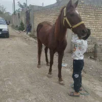 مادیان کاری