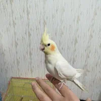 عروس ماده مقطوع