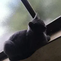 گربه راشن بلو شناسنامه دار