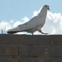 کبوتر دم آبی نر