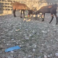 دو عدد بز پاکستانی|حیوانات مزرعه|شمیل, |دیوار