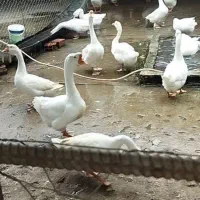 تخم قو غاز و غاز و غاز مولد|حیوانات مزرعه|گلوگاه, |دیوار