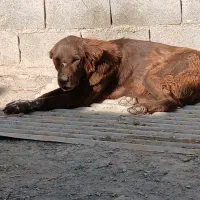 سگ لاس قدرجونی