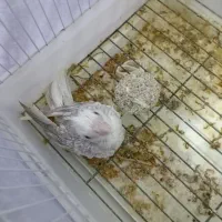 جوجه عروس هلندی سرلاکی