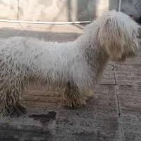 سگ پشمالو|سگ|علی‌آباد کتول, |دیوار