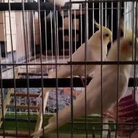 جفت عروس هلندی|پرنده|دهدشت, |دیوار