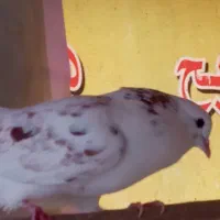 کبوترفروشی