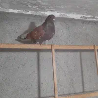 کبوتر های پروازی سنگین|پرنده|رشت, آتشگاه|دیوار