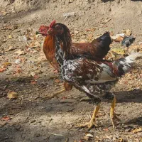 جوجه دورگه|حیوانات مزرعه|اردبیل, |دیوار