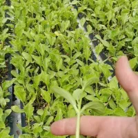 نشا|گل و گیاه طبیعی|بوئین زهرا, |دیوار