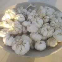 سیر خشک محلی