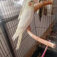 عروس هلندی