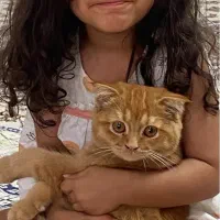 بچه گربه|گربه|بجنورد, |دیوار