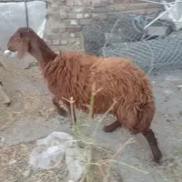 بره نر گوشتی و نذری|حیوانات مزرعه|ارومیه, |دیوار