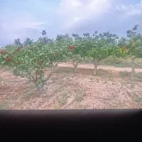 2000متر-باغ-پسته-پنج-ساله