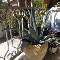 گیاه آگاو سبز آمریکایی ۷ساله