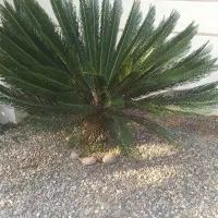 ۶عدد گل سیگاس برای فروش دارم