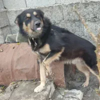 سگ ژرمن نر ۱۲۰۰رشت ،خشکبیجار|سگ|خشکبیجار, |دیوار