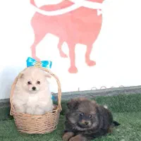 پامرانین عروسکی فقط ۱۲|سگ|کرج, گوهردشت|دیوار