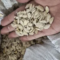 تخم کدو|عمدهفروشی|خان ببین, |دیوار