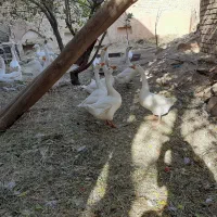 بوقلمون محلی وقو|حیوانات مزرعه|قزوین, |دیوار