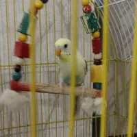 مرغ عشق همراه با قفس