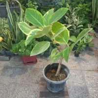 حراج گلهای باکیفیت اپارتمانی|گل و گیاه طبیعی|شهرکرد, |دیوار