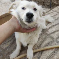 یکا عدد سگ سالم اشپیتز