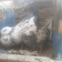 سلام تعداد زیادی کبوتر برا فروش|پرنده|کهنوج, |دیوار